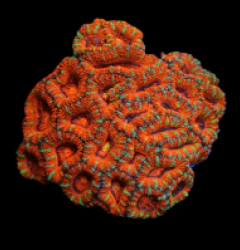 Acanthastrea lordhowensis (Premium-Striped) (M-L) pb 140