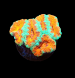 Acanthastrea lordhowensis (Premium) (DJM frag) pb 126