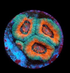 Acanthastrea lordhowensis (Premium) (DJM frag) pb 159