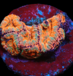 Acanthastrea lordhowensis (Premium) (DJM frag) pb 357