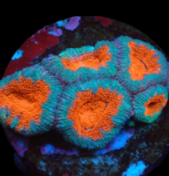 Acanthastrea lordhowensis (Premium) (DJM frag) pb 653
