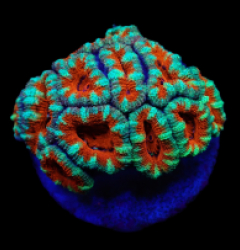 Acanthastrea lordhowensis (Premium) (frag)