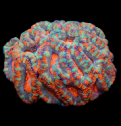 Acanthastrea lordhowensis (Premium) (L) o 523