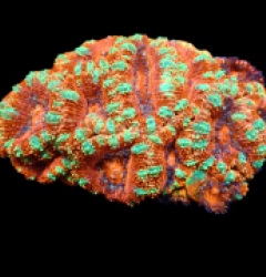 Acanthastrea lordhowensis (Premium) (M) pb 050