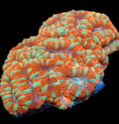 Acanthastrea lordhowensis (Premium) (M) pb 105