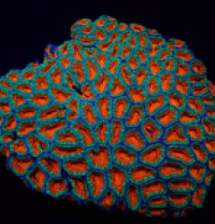 Micromussa spp. (Premium)