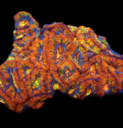 Acanthastrea lordhowensis (Rainbow) (L) pb 522