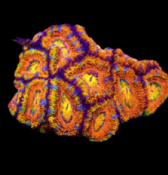 Acanthastrea lordhowensis (Rainbow) (M) o 127