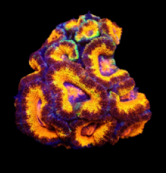 Acanthastrea lordhowensis (Rainbow) (M) o 515