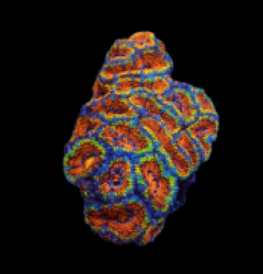 Acanthastrea lordhowensis (Rainbow) (M) pb 359