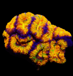 Acanthastrea lordhowensis (Rainbow) (S) o 283