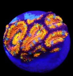 Acanthastrea lordhowensis (Rainbow) (S) o 623