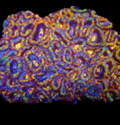 Acanthastrea lordhowensis (Rainbow) (XXL) o 235