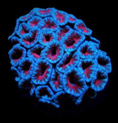 Micromussa spp. (Red)
