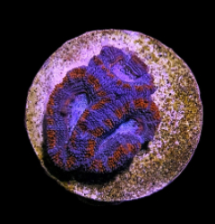 Acanthastrea lordhowensis (Red) (frag)