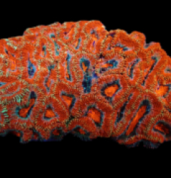 Acanthastrea lordhowensis (Red Premium) (XL) pb 509