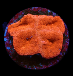 Acanthastrea lordhowensis (Red Ultra) (DJM frag) pb 179