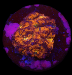 Acanthastrea lordhowensis (Special Colored) (DJM frag) o 169