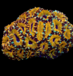 Acanthastrea lordhowensis (Special Colored) (L) o 023