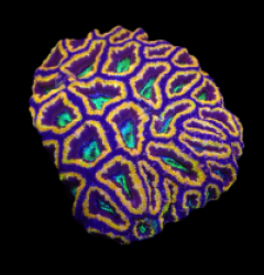 Acanthastrea lordhowensis (Special Colored) (L) o 080