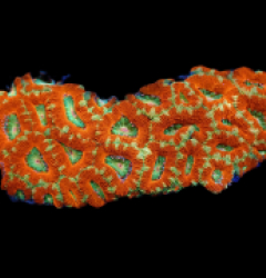 Acanthastrea lordhowensis (Special Colored) (L) pb 085