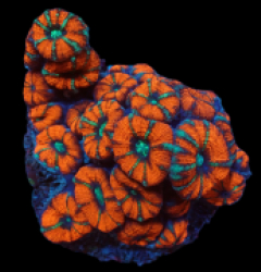 Acanthastrea lordhowensis (Special Colored) (L) pb 254