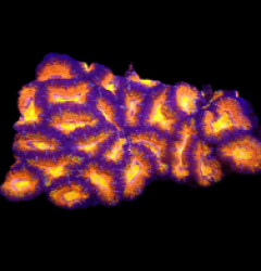 Acanthastrea lordhowensis (Special Colored) (M) o 266