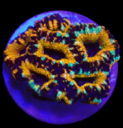 Acanthastrea lordhowensis (Special Colored) (S) o 089