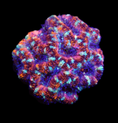 Acanthastrea lordhowensis (Special Colored) (S) o 312