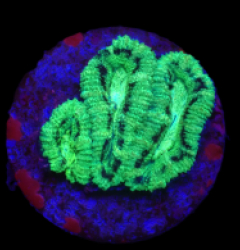 Acanthastrea lordhowensis (Special Green) (DJM frag) o 152