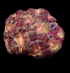 Acanthastrea lordhowensis (Ultra) (Asian Acan) 0 652