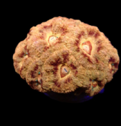 Acanthastrea lordhowensis (Ultra) (Asian Acan) o 622