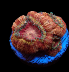Acanthastrea lordhowensis (Ultra) (Asian Acan) pb 062