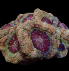 Acanthastrea lordhowensis (Ultra) (Asian Acan) pb 159