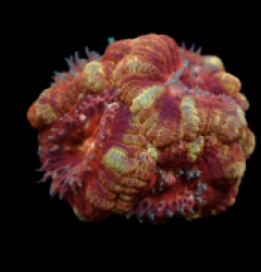 Acanthastrea lordhowensis (Ultra) (Asian Acan) pb 209