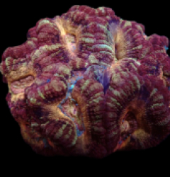 Acanthastrea lordhowensis (Ultra) (Asian Acan) pb 415