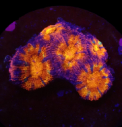 Acanthastrea lordhowensis (Ultra) (DJM frag) o 069