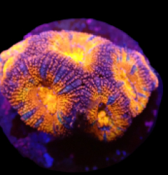 Acanthastrea lordhowensis (Ultra) (frag) o 267