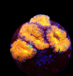 Acanthastrea lordhowensis (Ultra) (frag) o 369