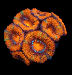 Acanthastrea lordhowensis (Ultra) (frag) pb 029