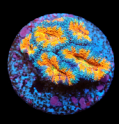 Acanthastrea lordhowensis (Ultra) (frag) pb 518