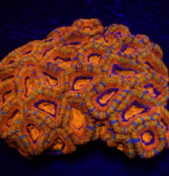 Acanthastrea lordhowensis (Ultra) (Gold Ring) (L) o 102