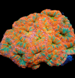 Acanthastrea lordhowensis (Ultra) (M) pb 418