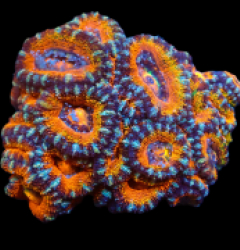 Acanthastrea lordhowensis (Ultra) pb 198