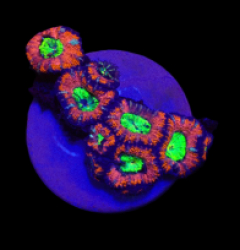 Acanthastrea lordhowensis (Ultra) (S) o 071
