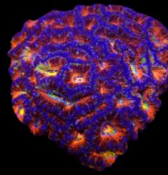 Acanthastrea lordhowensis (Ultra) (XXXL) o 142