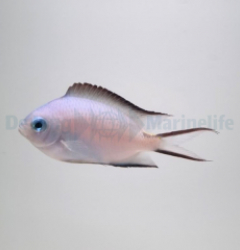 Acanthochromis polyacanthus - T.B.