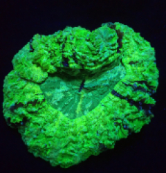 Acanthophyllia deshayesiana (Bright Green) (L) o 270