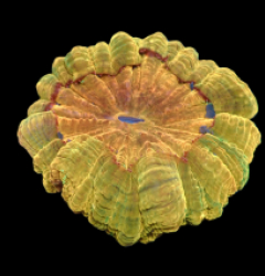 Acanthophyllia deshayesiana (Gold) (M) pb 651