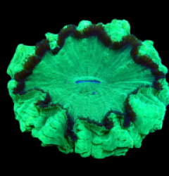 Acanthophyllia deshayesiana (Green) (Ultra) (XL) pb 630